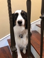 Jess_Zoey-StairJail_7-2020 (3)